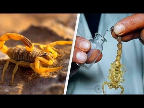 تصویر 2 از زهر عقرب ایزوله و خالص برای درمان انواع درد های مفصلی و آرتروزیت